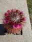 Preview: Mammillaria spinosissima